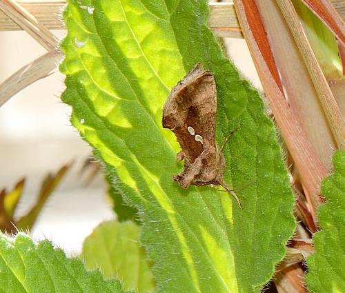 Réf. 252 830 : Chrysodeixis chalcites